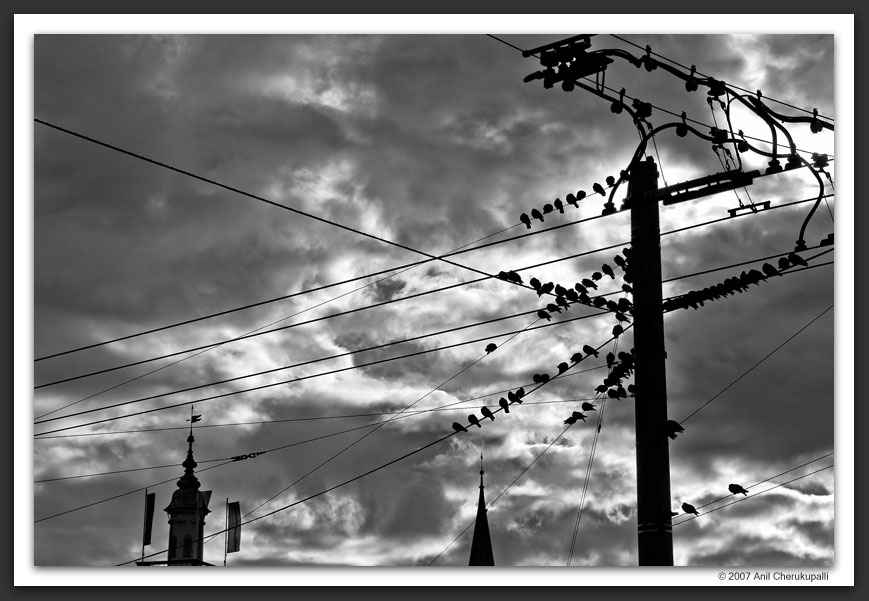 20070308001959_bird on a wire